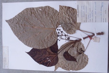 Sis, Pangi, Kluwak tree