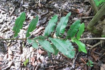 South African Cherry, Indaba tree, Sand apple