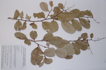 Nonda plum, Solomon Islands parinari