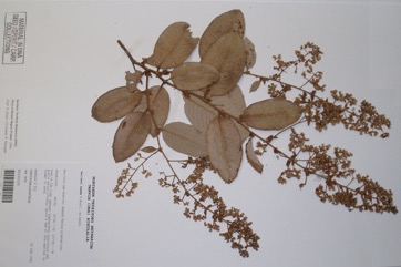Nonda plum, Solomon Islands parinari
