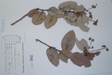 Nonda plum, Solomon Islands parinari