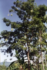 Pete, Bitter bean tree