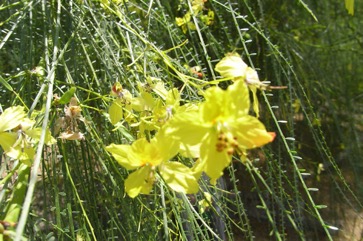 Jerusalem thorn
