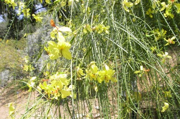 Jerusalem thorn