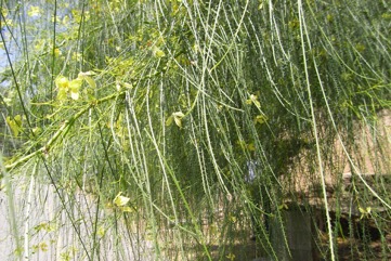 Jerusalem thorn