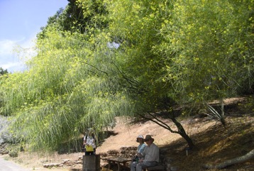 Jerusalem thorn
