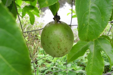 Purple passionfruit