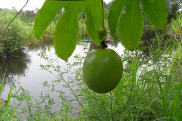 Purple passionfruit