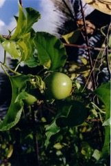 Yellow passionfruit