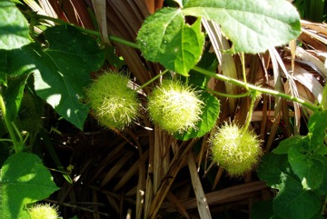 Passionflower