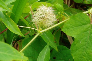 Passionflower