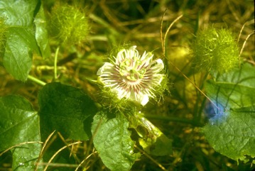 Passionflower