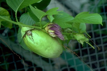 Granadilla