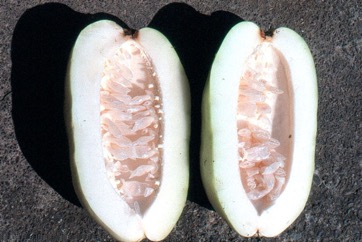 Granadilla