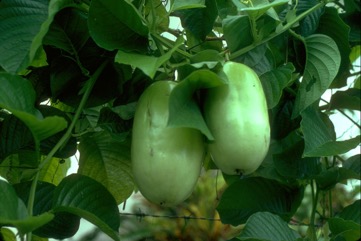 Granadilla