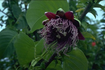 Granadilla