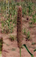 Bullrush millet, Pearl millet