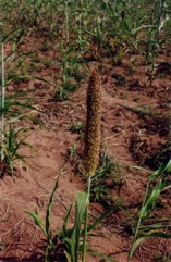 Bullrush millet, Pearl millet