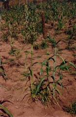 Bullrush millet, Pearl millet