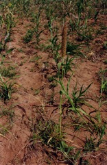 Bullrush millet, Pearl millet