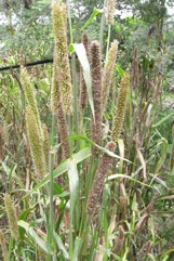 Bullrush millet, Pearl millet