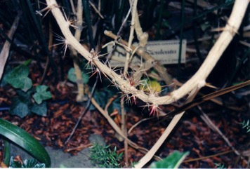 Leaf Cactus