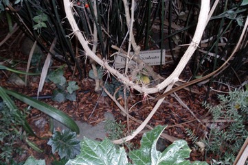 Leaf Cactus