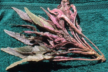 Perilla, Beefsteak plant