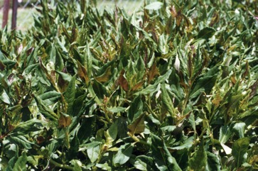 Perilla, Beefsteak plant