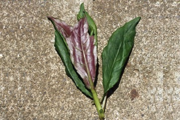 Perilla, Beefsteak plant