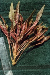 Perilla, Beefsteak plant