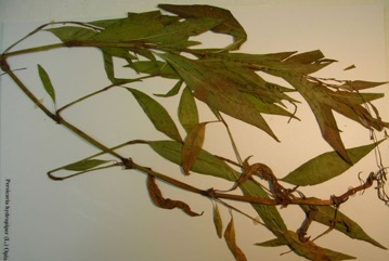 Water pepper, Marshpepper Smartweed