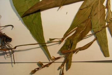 Water pepper, Marshpepper Smartweed