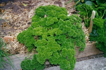 Parsley