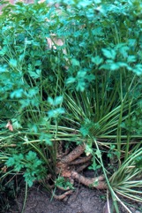 Parsley