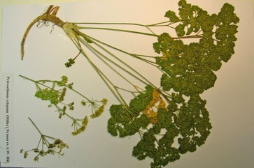 Parsley