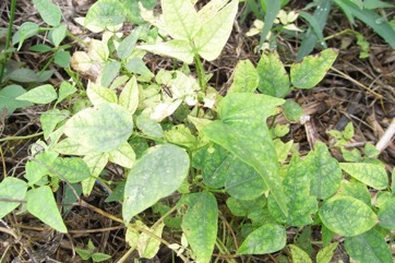 Tepary bean