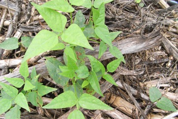 Tepary bean