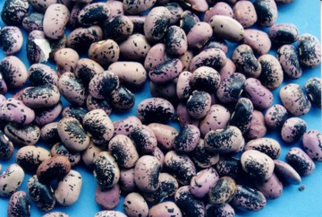Scarlet runner bean