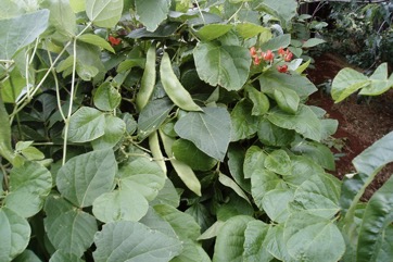 Scarlet runner bean