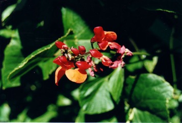 Scarlet runner bean