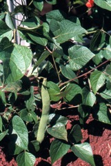 Scarlet runner bean