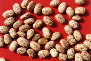 Common bean
