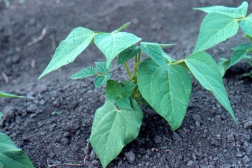 Common bean