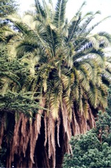 Canary Island Date Palm
