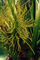 Canary Island Date Palm