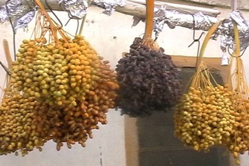 Date palm