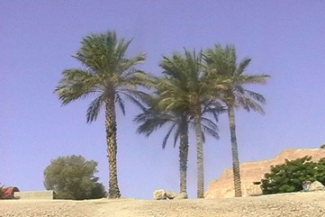 Date palm