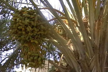 Date palm