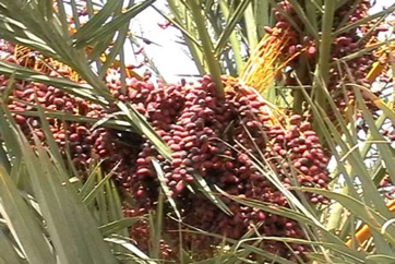 Date palm